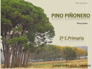 PINO PIÑONERO Pinuspinea 3º E.Primaria Colegio NIÑO JESÚS, Valladolid 