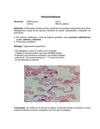 TRIPANOSOMIASIS
Sinonimia: - Sífilis equina. - Surra.
- Durina. - Mal de caderas.
Definición: Enfermedad venérea crónica, producida por parásitos protozoarios de la clase
Mastigophora, propia de los equinos, frecuente en países subtropicales y tropicales; se
caracteriza:
a. Por producir problemas a nivel de órganos genitales, como procesos inflamatorios
locales, edemas y urticarias.
b. Fenómenos paralíticos.
Etiología: Trypanosoma equiperdum.
- Son alargados, y tiene su núcleo con su nucléolo.
- 1 flagelo en la parte anterior que nace del Blefaroplasto.
- Presentan una membrana ondulante, que bordea al flagelo.
- mide de 25 - 30 micras de largo por 1 - 2 micras de ancho.
- Su reproducción es asexual.
Transmisión: Se verifica en el acto de la cópula, se difunde también por tábanos y otros
insectos picadores moscas y mosquitos, así como por murciélagos
 