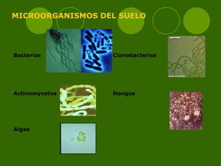 MICROORGANISMOS DEL SUELO Bacterias                         Cianobacterias                             Actinomycetos                         Hongos                             Algas                         