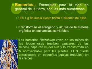 Bacterias.-  Esenciales para la vida en general de la tierra, son las más numerosas. En 1 g de suelo existe hasta 4 billones de ellas . Transforman el nitrógeno  y azufre  de la materia orgánica en sustancias asimilables. Las bacterias  Rhizobium  viven en las raíces de las leguminosas (reciben azúcares de las raíces), capturan N 2  del aire y lo transforman en N aprovechable para las plantas.  El N queda almacenado en pequeñas agallas (nódulos) en las raíces.  