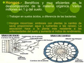 Hongos.-   B enéficos y muy eficientes en la descomposición de la materia orgánica.   Varios millones en 1 g del suelo. Trabajan en suelos ácidos, a diferencia de las bacterias. Hongos micorrízas: simbiosis con plantas (a cambio de savia proporcionan agua y nutrientes a las raíces). La asociación h ace a la planta más resistente a las enfermedades del suelo y aumenta el índice de rendimiento. 