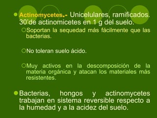 Actinomycetes .-  Unicelulares, ramificados. 30’de actinomicetes en 1 g del suelo. S oportan la sequedad más fácilmente que las bacterias. No toleran suelo ácido. Muy activos en la descomposición de la materia orgánica y atacan los materiales más resistentes. Bacterias, hongos y actinomycetes  t rabajan en sistema reversible respecto a la humedad y a la acidez del suelo. 