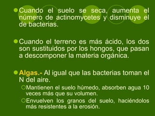 Cuando el suelo se seca, aumenta el número de actinomycetes y disminuye el de bacterias. C uando el terreno es más ácido, los dos son sustituidos por los hongos, que pasan a descomponer la materia orgánica. Algas.-  Al igual que las bacterias toman el N del aire. Mantienen el suelo húmedo, absorben agua 10 veces más que su volumen. E nvuelven los granos del suelo, haciéndolos más resistentes a la erosión. 