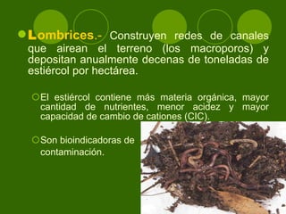 L ombrices .-   Construyen redes de canales que airean el terreno (los macroporos) y depositan anualmente decenas de toneladas de estiércol por hectárea.  El estiércol contiene más materia orgánica, mayor cantidad de nutrientes, menor acidez y mayor capacidad de cambio de cationes (CIC). Son bioindicadoras de  contaminación. 