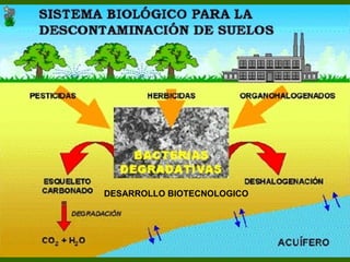 DESARROLLO BIOTECNOLOGICO 