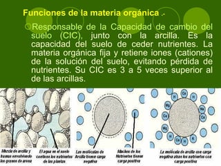 Responsable de la Capacidad de cambio del suelo (CIC),  junto con la arcilla. Es la capacidad del suelo de ceder nutrientes. La materia orgánica fija y retiene iones (cationes) de la solución del suelo, evitando pérdida de nutrientes. Su CIC es 3 a 5 veces superior al de las arcillas. Funciones de la materia orgánica  .- 