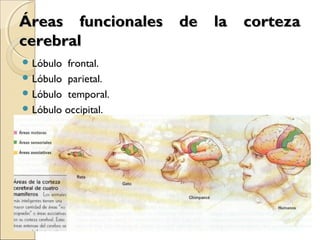 Áreas funcionales de la cortezaÁreas funcionales de la corteza
cerebralcerebral
 Lóbulo frontal.
 Lóbulo parietal.
 Lóbulo temporal.
 Lóbulo occipital.
 