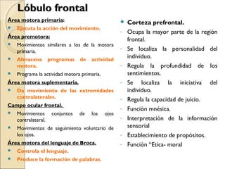 Lóbulo frontalLóbulo frontal
Área motora primaria:
 Ejecuta la acción del movimiento.
Área premotora:
 Movimientos similares a los de la motora
primaria.
 Almacena programas de actividad
motora.
 Programa la actividad motora primaria.
Área motora suplementaria.
 Da movimiento de las extremidades
contralaterales.
Campo ocular frontal.
 Movimientos conjuntos de los ojos
contralateral.
 Movimientos de seguimiento voluntario de
los ojos.
Área motora del lenguaje de Broca.
 Controla el lenguaje.
 Produce la formación de palabras.
 Corteza prefrontal.
- Ocupa la mayor parte de la región
frontal.
- Se localiza la personalidad del
individuo.
- Regula la profundidad de los
sentimientos.
- Se localiza la iniciativa del
individuo.
- Regula la capacidad de juicio.
- Función mnésica.
- Interpretación de la información
sensorial
- Establecimiento de propósitos.
- Función “Etica- moral
 
