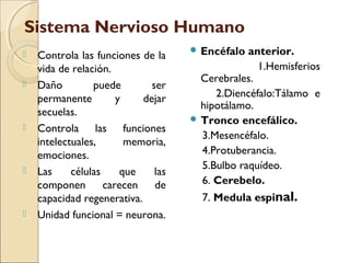 Sistema Nervioso Humano
 Controla las funciones de la
vida de relación.
 Daño puede ser
permanente y dejar
secuelas.
 Controla las funciones
intelectuales, memoria,
emociones.
 Las células que las
componen carecen de
capacidad regenerativa.
 Unidad funcional = neurona.
 Encéfalo anterior.
1.Hemisferios
Cerebrales.
2.Diencéfalo:Tálamo e
hipotálamo.
 Tronco encefálico.
3.Mesencéfalo.
4.Protuberancia.
5.Bulbo raquídeo.
6. Cerebelo.
7. Medula espinal.
 