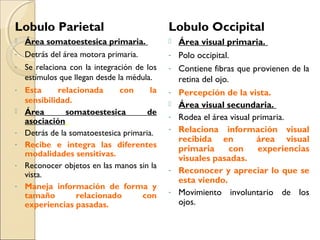 Lobulo Parietal
 Área somatoestesica primaria.
- Detrás del área motora primaria.
- Se relaciona con la integración de los
estímulos que llegan desde la médula.
- Esta relacionada con la
sensibilidad.
 Área somatoestesica de
asociación.
- Detrás de la somatoestesica primaria.
- Recibe e integra las diferentes
modalidades sensitivas.
- Reconocer objetos en las manos sin la
vista.
- Maneja información de forma y
tamaño relacionado con
experiencias pasadas.
Lobulo Occipital
 Área visual primaria.
- Polo occipital.
- Contiene fibras que provienen de la
retina del ojo.
- Percepción de la vista.
 Área visual secundaria.
- Rodea el área visual primaria.
- Relaciona información visual
recibida en área visual
primaria con experiencias
visuales pasadas.
- Reconocer y apreciar lo que se
esta viendo.
- Movimiento involuntario de los
ojos.
 