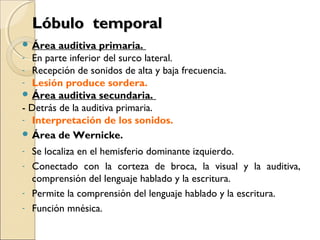Lóbulo temporalLóbulo temporal
 Área auditiva primaria.
- En parte inferior del surco lateral.
- Recepción de sonidos de alta y baja frecuencia.
- Lesión produce sordera.
 Área auditiva secundaria.
- Detrás de la auditiva primaria.
- Interpretación de los sonidos.
 Área de Wernicke.
- Se localiza en el hemisferio dominante izquierdo.
- Conectado con la corteza de broca, la visual y la auditiva,
comprensión del lenguaje hablado y la escritura.
- Permite la comprensión del lenguaje hablado y la escritura.
- Función mnésica.
 