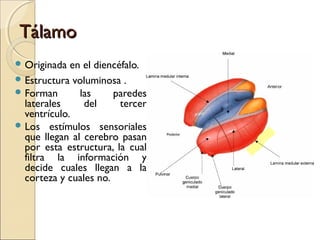 TálamoTálamo
 Originada en el diencéfalo.
 Estructura voluminosa .
 Forman las paredes
laterales del tercer
ventrículo.
 Los estímulos sensoriales
que llegan al cerebro pasan
por esta estructura, la cual
filtra la información y
decide cuales llegan a la
corteza y cuales no.
 