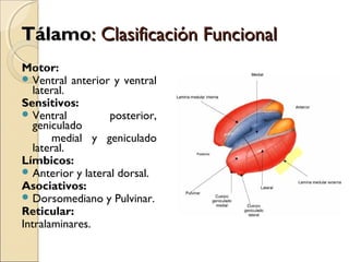 TálamoTálamo: Clasificación Funcional: Clasificación Funcional
Motor:
 Ventral anterior y ventral
lateral.
Sensitivos:
 Ventral posterior,
geniculado
medial y geniculado
lateral.
Límbicos:
 Anterior y lateral dorsal.
Asociativos:
 Dorsomediano y Pulvinar.
Reticular:
Intralaminares.
 