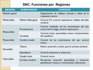 REGION SUBDIVISION FUNCION
Medula espinal Organización de reflejos; entrada y salida de la
respuesta motora
Mielencéfalo Médula Oblongada Control CV; control respiratorio; reflejos del tallo
cerebral.
Metencéfalo
Protuberancia
Control vestibular de los movimientos del ojo;
control de la vejiga; control respiratorio.
Cerebelo
Control motor; aprendizaje motor; mantenimiento
del equilibrio.
Mesencéfalo Cerebro medio Control de los movimientos del ojo; control
motor.
Diencéfalo
Tálamo Relevo sensorial y motor para la corteza cerebral.
Hipotálamo Control autónomo y endocrino.
Telencéfalo
Ganglio basal Control motor.
Corteza cerebral Percepción sensorial; aprendizaje y memoria;
planificación motora y movimientos voluntarios.
SNC: Funciones por Regiones
 