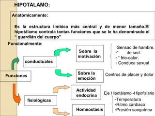 Es la estructura límbica más central y de menor tamaño.El
hipotálamo controla tantas funciones que se le ha denominado el
“ guardián del cuerpo”
Anatómicamente:
Funcionalmente:
Centros de placer y dolor
Eje Hipotálamo -Hipofisiario
-Sensac de hambre.
-“ de sed.
- “ frio-calor.
- Conduca sexual
-Temperatura
-Ritmo cardiaco
-Presión sanguínea
fisiológicas
Actividad
endocrina
 