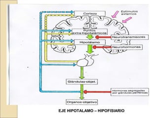EJE HIPOTALAMO – HIPOFISIARIO
 