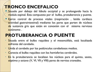 TRONCO ENCEFALICO
 Situado por debajo del lóbulo occipital y se prolongando hacia la
medula espinal. Esta compuesto por el bulbo, protuberancia y puente.
 Ejerce control de proceso vitales (respiración , latido cardiaco
actividad gastrointestinal) mediante los pares que parten de núcleos
de sustancia gris que están en conexión con el sistema nervioso
autónomo .
PROTUBERANCIA O PUENTE
• Situada entre el bulbo raquídeo y el mesencéfalo, está localizada
enfrente del cerebelo.
• Unida al cerebelo por los pedúnculos cerebelosos medios.
• Conecta el bulbo raquídeo con los hemisferios cerebrales.
• En la protuberancia se localizan los núcleos para el quinto, sexto,
séptimo y octavo (V, VI, VII y VIII) pares de nervios craneales.
 
