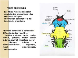 PARES CRANEALES
• Nervios sensitivos o sensoriales:
Olfatorio, óptico y auditivo
• Nervios motores: motor ocular
común, patético, motor ocular
externo, espinal, hipogloso mayor.
• Nervios mixtos o
sensitivo/motores: Trigémino,
facial, glosofaríngeo,
neumogástrico.
Las fibras motoras controlan
movimientos musculares y las
sensitivas recogen
información del exterior o del
interior del organismo.
 