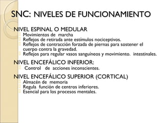 SNC:SNC: NIVELES DE FUNCIONAMIENTONIVELES DE FUNCIONAMIENTO
NIVEL ESPINAL O MEDULAR
 Movimientos de marcha
 Reflejos de retirada ante estímulos nociceptivos.
 Reflejos de contracción forzada de piernas para sostener el
cuerpo contra la gravedad.
 Reflejos para regular vasos sanguíneos y movimiento. intestinales.
NIVEL ENCEFÁLICO INFERIOR:
 Control de acciones inconscientes.
NIVEL ENCEFÁLICO SUPERIOR (CORTICAL)
 Almacén de memoria
 Regula función de centros inferiores.
 Esencial para los procesos mentales.
 