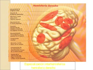 Especialización interhemisferica
hemisferio derecho
 
