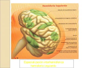 Especialización interhemisferica
hemisferio izquierdo
 