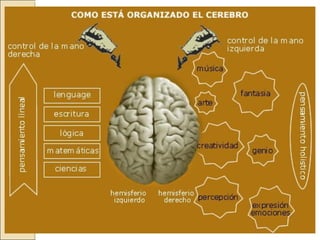 3 era clase sistema nervioso central