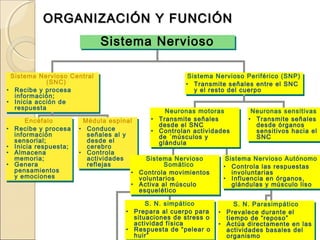 Sistema Nervioso Central
(SNC)
• Recibe y procesa
información;
• Inicia acción de
respuesta
Sistema Nervioso Central
(SNC)
• Recibe y procesa
información;
• Inicia acción de
respuesta
Encéfalo
• Recibe y procesa
información
sensorial;
• Inicia respuesta;
• Almacena
memoria;
• Genera
pensamientos
y emociones
Encéfalo
• Recibe y procesa
información
sensorial;
• Inicia respuesta;
• Almacena
memoria;
• Genera
pensamientos
y emociones
Médula espinal
• Conduce
señales al y
desde el
cerebro
• Controla
actividades
reflejas
Médula espinal
• Conduce
señales al y
desde el
cerebro
• Controla
actividades
reflejas
Sistema Nervioso Periférico (SNP)
• Transmite señales entre el SNC
y el resto del cuerpo
Sistema Nervioso Periférico (SNP)
• Transmite señales entre el SNC
y el resto del cuerpo
Neuronas sensitivas
• Transmite señales
desde órganos
sensitivos hacia el
SNC
Neuronas sensitivas
• Transmite señales
desde órganos
sensitivos hacia el
SNC
S. N. simpático
• Prepara al cuerpo para
situaciones de stress o
actividad física
• Respuesta de “pelear o
huir”
S. N. simpático
• Prepara al cuerpo para
situaciones de stress o
actividad física
• Respuesta de “pelear o
huir”
S. N. Parasimpático
• Prevalece durante el
tiempo de “reposo”
• Actúa directamente en las
actividades basales del
organismo
S. N. Parasimpático
• Prevalece durante el
tiempo de “reposo”
• Actúa directamente en las
actividades basales del
organismo
ORGANIZACIÓN Y FUNCIÓNORGANIZACIÓN Y FUNCIÓN
Sistema NerviosoSistema Nervioso
Sistema Nervioso
Somático
• Controla movimientos
voluntarios
• Activa al músculo
esquelético
Sistema Nervioso
Somático
• Controla movimientos
voluntarios
• Activa al músculo
esquelético
Sistema Nervioso Autónomo
• Controla las respuestas
involuntarias
• Influencia en órganos,
glándulas y músculo liso
Sistema Nervioso Autónomo
• Controla las respuestas
involuntarias
• Influencia en órganos,
glándulas y músculo liso
Neuronas motoras
• Transmite señales
desde el SNC
• Controlan actividades
de ´músculos y
glándulas
Neuronas motoras
• Transmite señales
desde el SNC
• Controlan actividades
de ´músculos y
glándulas
 