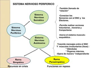 -También llamado de
“relación”
-Conectan los
Sensores con el SNC y los
Efectores.
-Permite realizar acciones
Voluntarias , moverse y
Comportarse
-Inerva el sistema musculo-
esquelético .
-Trasmite mensajes entre el SNC
Y músculos involuntarios (lisos) :
* Glándulas
* Órganos internos.
-Opera de manera “independiente”
Recursos en crisis Funciones en reposo
SISTEMA NERVIOSO PERIFERICO
Sistema
Nervioso
Periférico
Sistema
Nervioso
Somático
Sistema
Nervioso
Autónomo
Rama
Simpática
Rama
Parasimpática
 