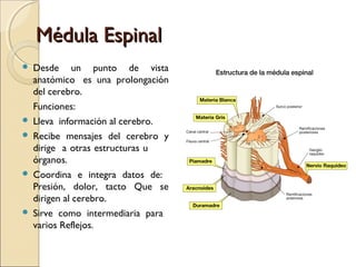 Médula EspinalMédula Espinal
 Desde un punto de vista
anatómico es una prolongación
del cerebro.
Funciones:
 Lleva información al cerebro.
 Recibe mensajes del cerebro y
dirige a otras estructuras u
órganos.
 Coordina e integra datos de:
Presión, dolor, tacto Que se
dirigen al cerebro.
 Sirve como intermediaria para
varios Reflejos.
 