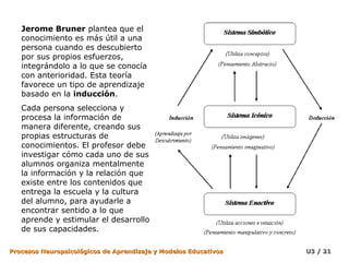 Jerome Bruner plantea que el
   conocimiento es más útil a una
   persona cuando es descubierto
   por sus propios esfuerzos,
   integrándolo a lo que se conocía
   con anterioridad. Esta teoría
   favorece un tipo de aprendizaje
   basado en la inducción.
   Cada persona selecciona y
   procesa la información de
   manera diferente, creando sus
   propias estructuras de
   conocimientos. El profesor debe
   investigar cómo cada uno de sus
   alumnos organiza mentalmente
   la información y la relación que
   existe entre los contenidos que
   entrega la escuela y la cultura
   del alumno, para ayudarle a
   encontrar sentido a lo que
   aprende y estimular el desarrollo
   de sus capacidades.

Procesos Neuropsicológicos de Aprendizaje y Modelos Educativos   U3 / 21
 