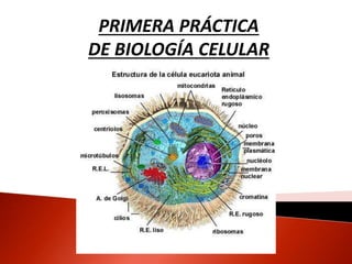 PRIMERA PRÁCTICA
DE BIOLOGÍA CELULAR
 