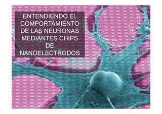 ENTENDIENDO EL
COMPORTAMIENTO
DE LAS NEURONAS
MEDIANTES CHIPS
       DE
NANOELECTRODOS
 
