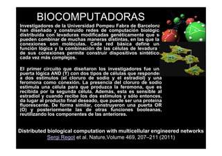 BIOCOMPUTADORAS
Investigadores de la Universidad Pompeu Fabra de Barcelona,
han diseñado y construido redes de computación biológica
distribuida con levaduras modificadas genéticamente que se
pueden combinar de muchas maneras distintas, en las que las
conexiones son moléculas. Cada red básica define una
función lógica y la combinación de las células de levadura y
de sus conexiones permite construir dispositivos sintéticos
cada vez más complejos.

El primer circuito que diseñaron los investigadores fue una
puerta lógica AND (Y) con dos tipos de células que responden
a dos estímulos (el cloruro de sodio y el estradiol) y una
feromona como conexión. La presencia del cloruro de sodio
estimula una célula para que produzca la feromona, que es
recibida por la segunda célula. Además, esta es sensible al
estradiol y cuando recibe los dos estímulos y sólo entonces,
da lugar al producto final deseado, que puede ser una proteína
fluorescente. De forma similar, construyeron una puerta OR
(O) y posteriormente las de otras funciones booleanas,
reutilizando los componentes de las anteriores.


Distributed biological computation with multicellular engineered networks
            Sergi Regot et al. Nature,Volume 469, 207–211 (2011)
 