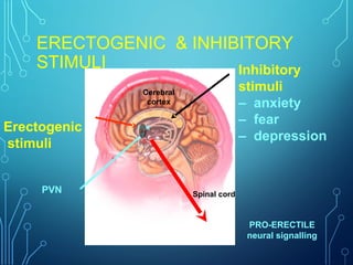 ERECTOGENIC & INHIBITORY
STIMULI
Cerebral
cortex
Spinal cord
Erectogenic
stimuli
Inhibitory
stimuli
– anxiety
– fear
– depression
PRO-ERECTILE
neural signalling
PVN
PVN
 