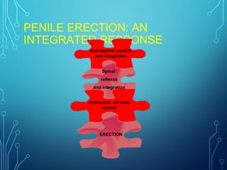 PENILE ERECTION: AN
INTEGRATED RESPONSE
Supraspinal control
and integration
Spinal
reflexes
and integration
Autonomic nervous
system
ERECTION
 