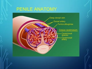 PENILE ANATOMY
 