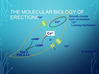 THE MOLECULAR BIOLOGY OF
ERECTIONS
Ca2+
cGMP
cAMP
Ca2+
Ca2+
Ca2+
K+
Endothelium
Smooth muscle
tonic contraction:
Ca2+
Locking mechanism
PDE-5
PDE-2,3,4
 
