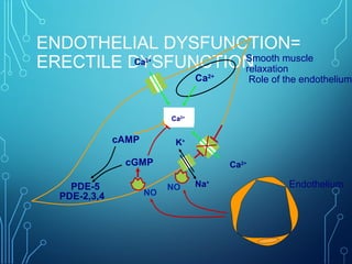 ENDOTHELIAL DYSFUNCTION=
ERECTILE DYSFUNCTION
Ca2+
cGMP
cAMP
Ca2+
Ca2+
Ca2+
K+
Na+
Ca2+Ca2+
NO
NO Endothelium
Smooth muscle
relaxation
Role of the endothelium
PDE-5
PDE-2,3,4
 
