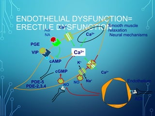ENDOTHELIAL DYSFUNCTION=
ERECTILE DYSFUNCTION
NO
cGMP
cAMP
Adr
NA
Ca2+
PDE-5
Ca2+
Ca2+
K+
Na+
NO
Ca2+
PGE
VIP Ca2+
PDE-2,3,4
Endothelium
Smooth muscle
relaxation
Neural mechanisms
Ca2+
ACh
 
