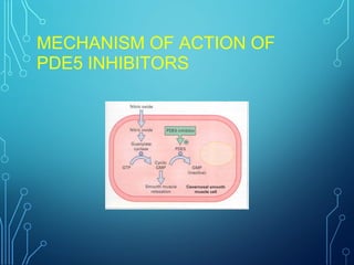 MECHANISM OF ACTION OF
PDE5 INHIBITORS
 