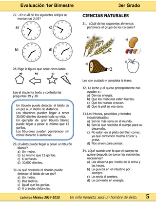 Evaluación 1er Bimestre 3er Grado 
Lainitas México 2014-2015 Un niño honesto, será un hombre de éxito. 
5 
27. ¿En cuál de los siguientes relojes se marcan las 2:35? 
28. Elige la figura que tiene cinco lados. 
Lee el siguiente texto y contesta las preguntas 29 y 30. 
29. ¿Cuánto puede llegar a pesar un tiburón blanco? 
a) Un metro. 
b) Lo mismo que 15 gorilas. 
c) 6 semanas. 
d) 30,000 dientes. 
30. ¿A qué distancia el tiburón puede detectar el latido de un pez? 
a) Un metro. 
b) Dos metros. 
c) Igual que los gorilas. 
d) A grandes distancias. 
CIENCIAS NATURALES 
31. ¿Cuál de los siguientes alimentos pertenece al grupo de los cereales? 
Lee con cuidado y completa la frase: 
32. La leche y el queso principalmente nos ayudan a : 
a) Darnos energía. 
b) Que los músculos estén fuertes. 
c) Que los huesos crezcan. 
d) Que la piel se vea sana. 
33. Las frituras, pastelillos y bebidas industrializadas: 
a) Son lo más sano en el mundo. 
b) Son lo que necesita el cuerpo para su desarrollo. 
c) No están en el plato del Bien comer, ya que contienen mucha azúcar y grasa. 
d) Nos sirven para pensar. 
34. ¿Qué sucede con lo que el cuerpo no quiere después de tomar los nutrientes necesarios? 
a) Los desecha por medio de la orina y las heces. 
b) Lo guarda en el intestino por siempre. 
c) Lo envía al cerebro. 
d) Lo convierte en energía. 
Un tiburón puede detectar el latido de un pez a un metro de distancia. 
Los tiburones pueden llegar a tener 30,000 dientes durante toda su vida. 
Un ejemplar de gran tiburón blanco puede llegar a pesar lo mismo que 15 gorilas. 
Los tiburones pueden permanecer sin comer durante 6 semanas. 
 