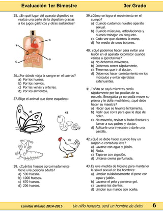 Evaluación 1er Bimestre 3er Grado 
Lainitas México 2014-2015 Un niño honesto, será un hombre de éxito. 
6 
35. ¿En qué lugar del aparato digestivo se realiza una parte de la digestión gracias a los jugos gástricos y otras sustancias? 
36. ¿Por dónde viaja la sangre en el cuerpo? 
a) Por los huesos. 
b) Por los nervios. 
c) Por las venas y arterias. 
d) Por los alimentos. 
37. Elige el animal que tiene esqueleto: 
38. ¿Cuántos huesos aproximadamente tiene una persona adulta? 
a) 590 huesos. 
b) 1000 huesos. 
c) 670 huesos. 
d) 206 huesos. 
39. ¿Cómo se logra el movimiento en el cuerpo? 
a) Cuando cuidamos nuestro aparato sexual. 
b) Cuando músculos, articulaciones y huesos trabajan en conjunto. 
c) Cada vez que alzamos la mano. 
d) Por medio de unos botones. 
40. ¿Qué podemos hacer para evitar una lesión en el aparato locomotor cuando vamos a ejercitarnos? 
a) No debemos movernos. 
b) Debemos correr rápidamente. 
c) Tenemos que ir al doctor. 
d) Debemos hacer calentamiento en los músculos y evitar ejercicios extenuantes. 
41. Toñito se cayó mientras corría rápidamente por los pasillos de su escuela. Enseguida ya no podía mover su pierna y le dolía muchísimo, ¿qué debe hacer su maestra? 
a) Hacer que se levante lentamente. 
b) Pedir que corra para que le deje de doler. 
c) No moverlo, revisar si hubo fractura y llamar a sus padres y doctor. 
d) Aplicarle una inyección o darle una pastilla. 
42. ¿Qué se debe hacer cuando hay un raspón o cortadura leve? 
a) Lavarse con agua y jabón. 
b) Nada. 
c) Taparse con algodón. 
d) Untarse crema perfumada. 
43. Es una medida de higiene para mantener la salud sexual en los hombres: 
a) Limpiar cuidadosamente el pene con agua y jabón. 
b) Lavarse el pelo y ponerse gel. 
c) Lavarse los dientes. 
d) Limpiar sus manos con aceite. 
 