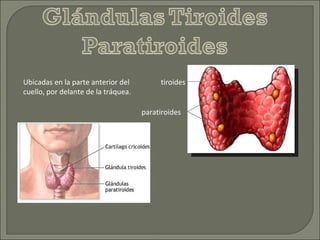 Ubicadas en la parte anterior del cuello, por delante de la tráquea. tiroides paratiroides 