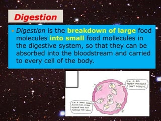 Digestion 
 Digestion is the breakdown of large food 
molecules into small food mollecules in 
the digestive system, so that they can be 
absorbed into the bloodstream and carried 
to every cell of the body. 
 