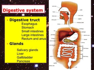 Digestive system 
 Digestive truct 
Esophagus 
Stomach 
Small intestines 
Large intestines 
Rectum and anus 
 Glands 
Salivary glands 
Liver 
Gallbladder 
Pancreas 
 