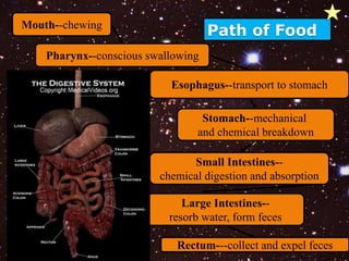 Path of Food Mouth--chewing 
Pharynx--conscious swallowing 
Esophagus--transport to stomach 
Stomach--mechanical 
and chemical breakdown 
Small Intestines-- 
chemical digestion and absorption 
Large Intestines-- 
resorb water, form feces 
Rectum---collect and expel feces 
 