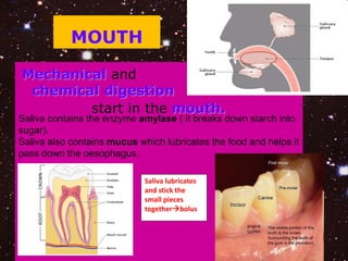 MOUTH 
Mechanical and 
chemical digestion 
start in the mouth. 
Saliva contains the enzyme amylase ( it breaks down starch into 
sugar). 
Saliva also contains mucus which lubricates the food and helps it 
pass down the oesophagus. 
Saliva lubricates 
and stick the 
small pieces 
togetherbolus 
 
