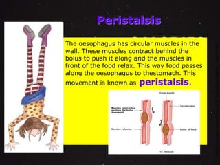 Peristalsis 
The oesophagus has circular muscles in the 
wall. These muscles contract behind the 
bolus to push it along and the muscles in 
front of the food relax. This way food passes 
along the oesophagus to thestomach. This 
movement is known as peristalsis. 
http://www.passmyexams.co.uk/GCSE/biology/digestive_system.html 
 