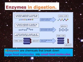 Enzymes in digestion. 
Enzymes are chemicals that break down 
large food molecules into small food molecules. 
 