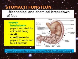 STOMACH FUNCTION 
–Mechanical and chemical breakdown 
of food 
Protein 
breakdown-pepsin 
secreted by 
epithelial lining 
◦ Acidic 
conditions--for 
pepsin to work and 
to kill bacteria 
The gastric juices contain protease enzymes (PEPSIN) and hydrochloric acid 
 